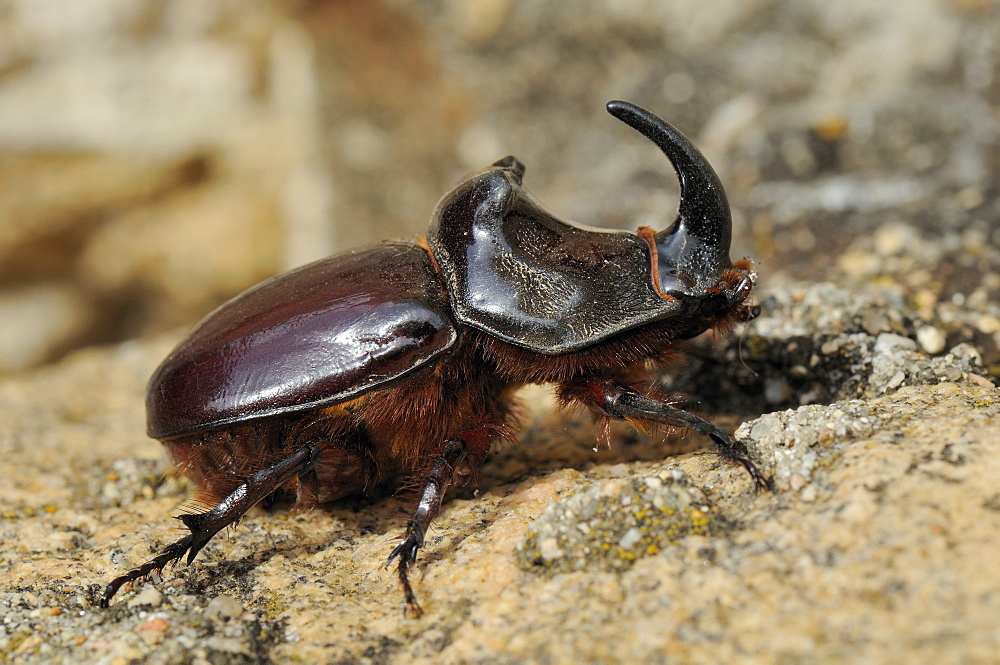 European rhinoceros beetle (Oryctes nasicornis) adult male,  Corsica, France.  MORE INFO: Scarab beetle family Scarabaeidae.