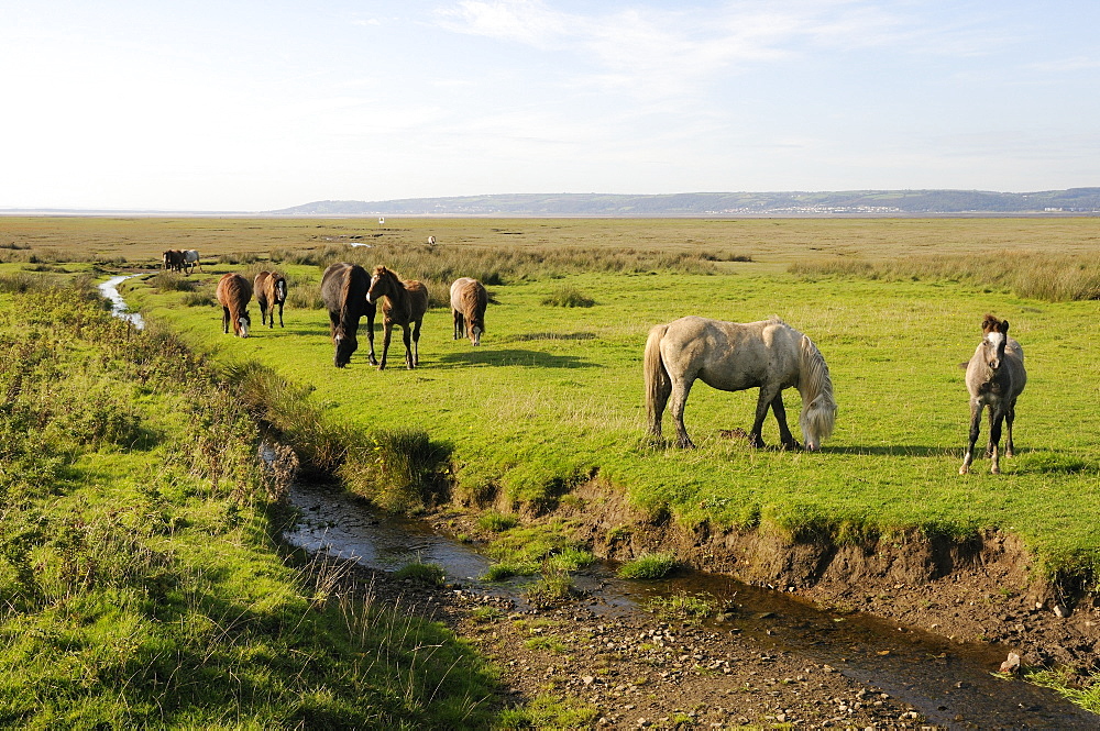 Welsh mountain ponies (Equus caballus) grazing Llanrhidian salt marshes, The Gower Peninsula, Wales, United Kingdom, Europe