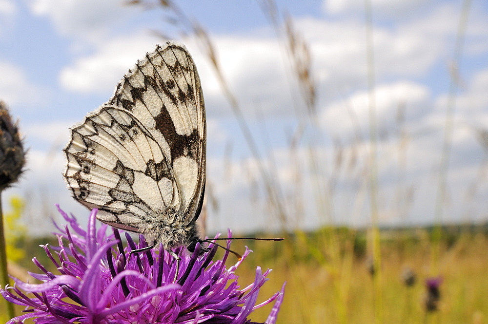 Marbled white butterfly (Melanargia galathea), feeding on greater knapweed flower (Centaurea scabiosa), Wiltshire, England, United Kingdom, Europe