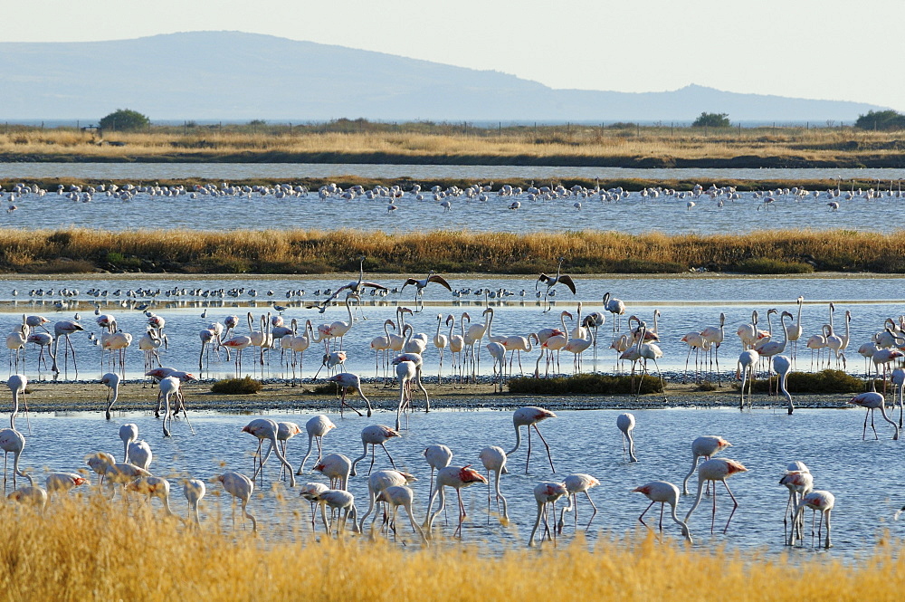 Greater flamingos (Phoenicopterus roseus), three adults land to join many others and roosting Avocets (Recurvirostra avocetta) on Kallini salt pans during the autumn migration period, Isle of Lesbos (Lesvos), Greece.