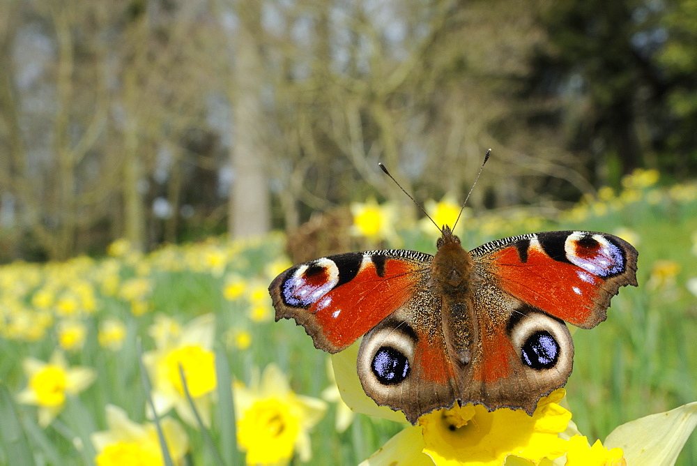 Peacock butterfly (Inachis io) on Wild daffodil (Narcissus pseudonarcissus), Wiltshire, England