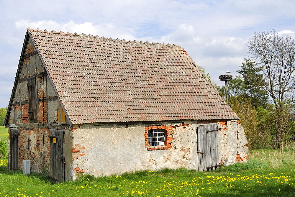 Small traditional barn, with nesting white stork (Ciconia ciconia) nearby, Schorfheide-Chorin Biosphere reserve, Brandenburg, Germany, Europe