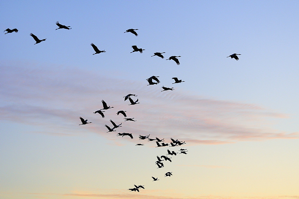 Common or Eurasian crane (Grus grus) flocks  flying from roost site at sunrise, silhouetted against dawn sky, autumn migration period, Rugen-Bock-Region, Mecklenburg-Vorpommern, Germany.