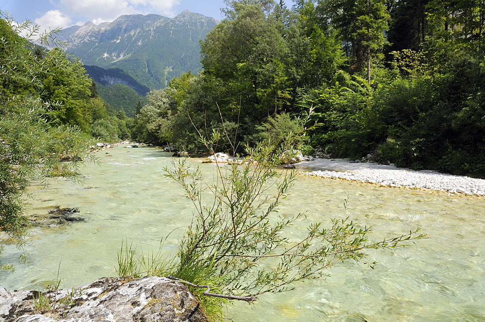 Upper Soca River, Mount Razor, and willow bushes (Salix sp.), Julian Alps, Triglav National Park, Slovenia, Europe