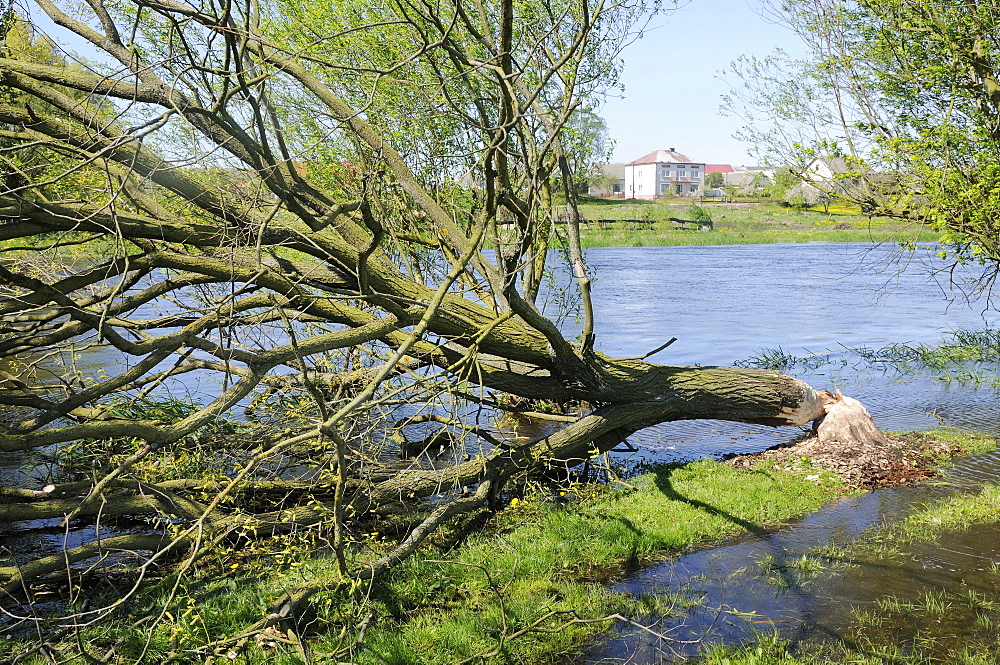 Tree felled by Eurasian beaver (Castor fiber) by Narew River close to Strekowa Gora village, Biebrza National Park, Poland, Europe