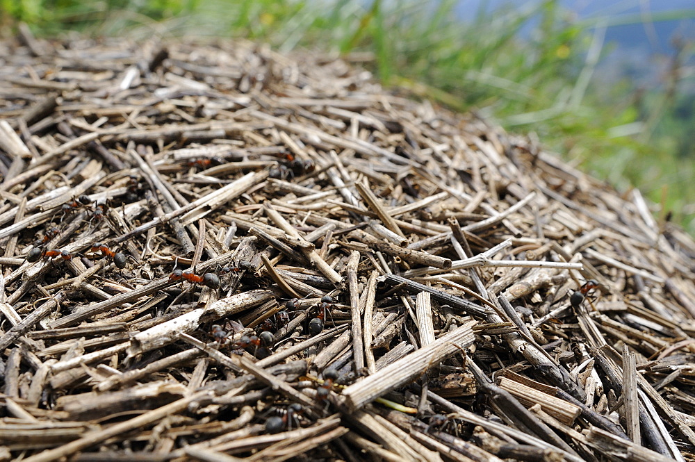 Black-backed meadow ants (Formica pratensis) on nest mound of old grass stems in montane pastureland, Julian Alps, Slovenia, Europe