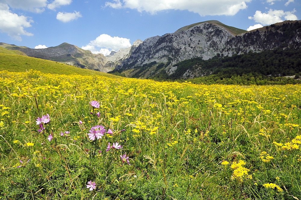 Musk mallow (Malva moschata) and carpets of Pinnate-leaved Ragwort (Senecio adonidifolius) flowering on Pyreneean mountain meadow at 1400m, Linza, Huesca, Aragon, Spain.