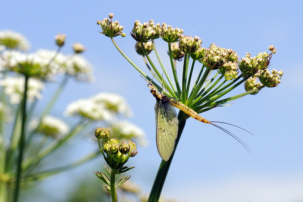 Green drake mayfly (Ephemera danica) newly emerged on a riverside umbel flowerhead in May, Wiltshire, England, United Kingdom, Europe