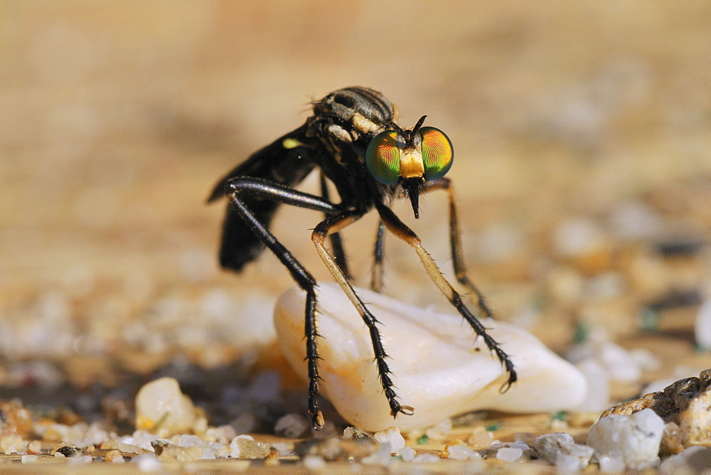 Robber fly (Saropogon sp.) hunting for aerial prey from a beach mat covered with sand and pebbles, Samos, Greece, Europe