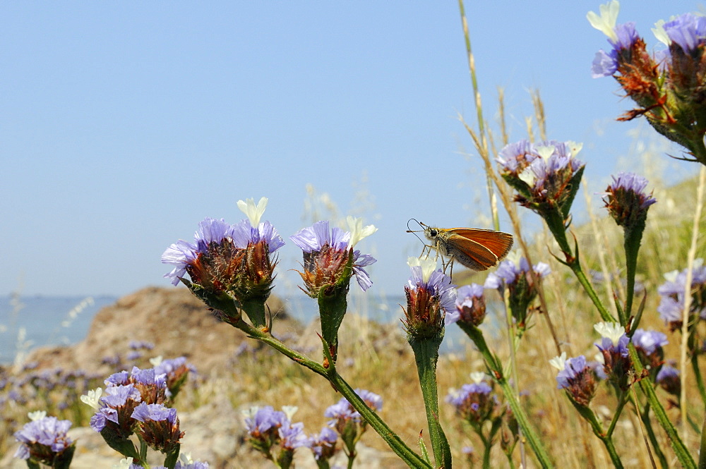 Small skipper (Thymelicus sylvestris) feeding from Winged sea lavender (Limonium sinuatum) flower, Lesbos (Lesvos), Greek Islands, Greece, Europe