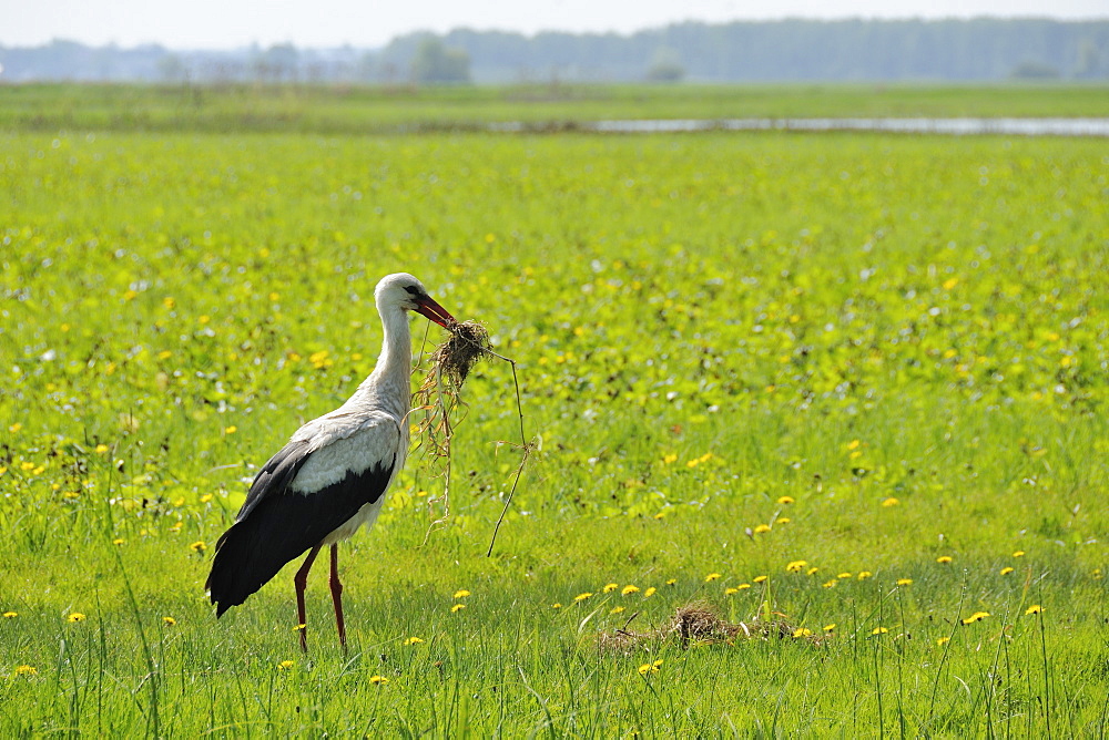 White stork (Ciconia ciconia) adult collecting nest material on Narew marshes in spring, Podlaskie, Poland.