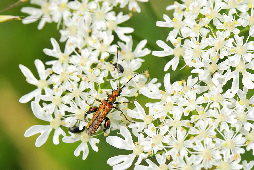 Male thick-legged flower beetle (Oedemera nobilis) foraging on common hogweed (Heracleum sphondylium) flowers, Wiltshire, England, United Kingdom, Europe