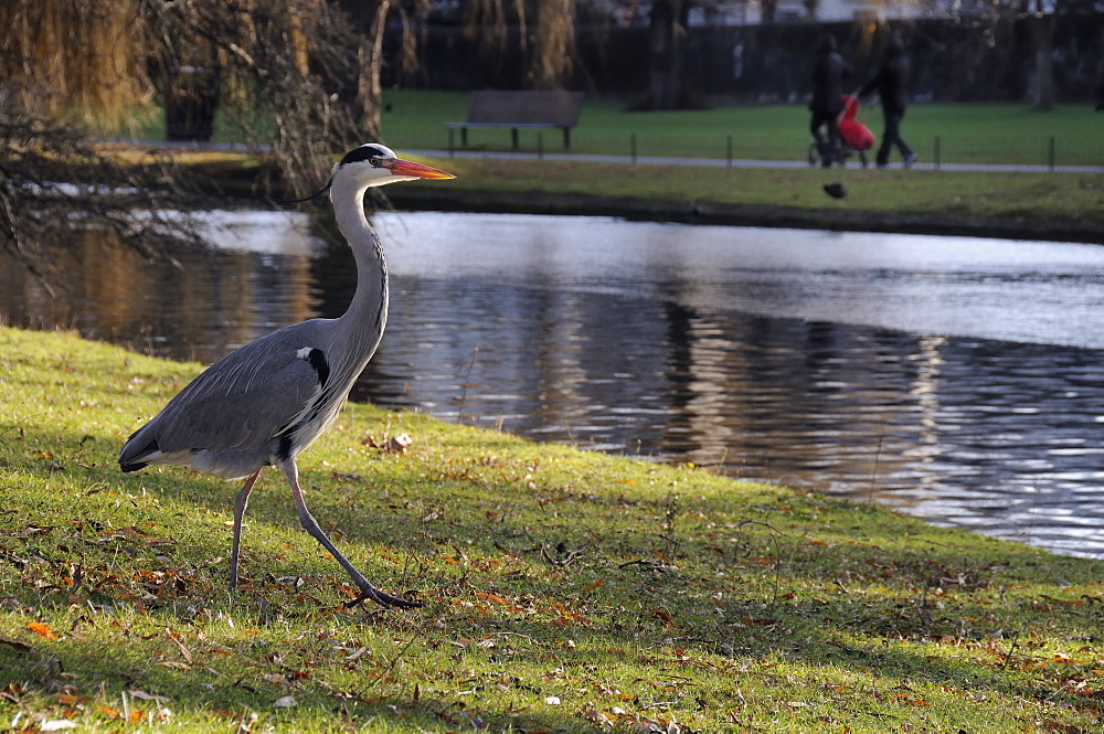 Grey heron (Ardea cinerea) walking on lawn near boating lake as people walk past in the background, Regent's Park, London, England, United Kingdom, Europe