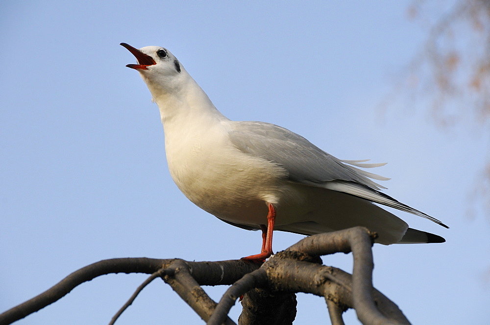 Black-headed gull (Larus ridibundus) in winter plumage calling from tree branch, St. James's Park, London, England, United Kingdom, Europe