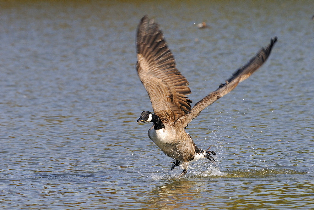 Canada goose (Branta canadensis) running on surface of a lake and flapping hard to take off, Wiltshire, England, United Kingdom, Europe