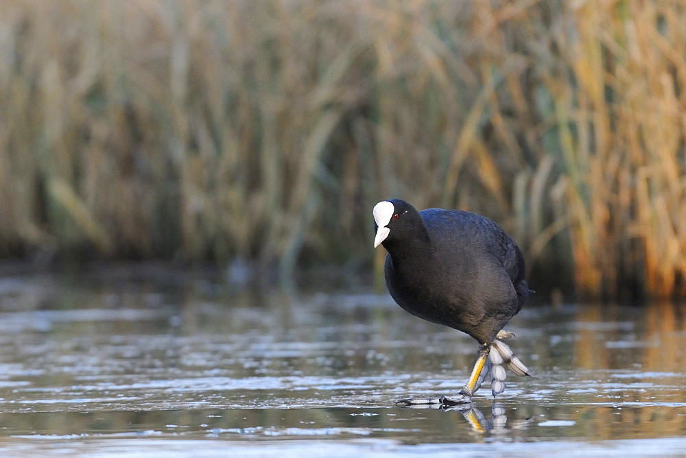 Coot (Fulica atra) walking on frozen lake in late afternoon sunshine, Wiltshire, England, United Kingdom, Europe