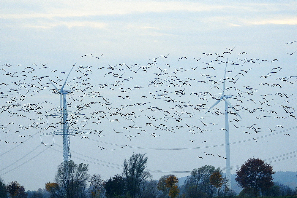 Common cranes (Eurasian cranes) (Grus grus) and pink footed geese (Anser brachyrhyncus) fly near pylons and wind turbines, Germany, Europe