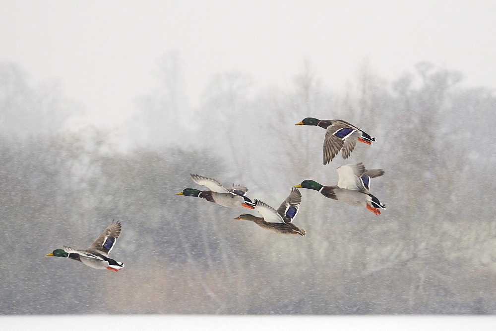 Four Mallard drakes (Anas platyrhynchos) and a duck flying over frozen lake in snowstorm, Wiltshire, England, United Kingdom, Europe