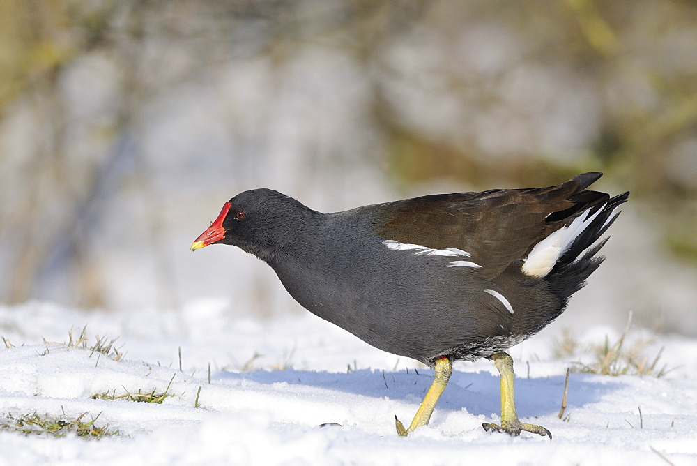 Moorhen (Gallinula chloropus) foraging on snow covered pastureland bordering a lake, Wiltshire, England, United Kingdom, Europe