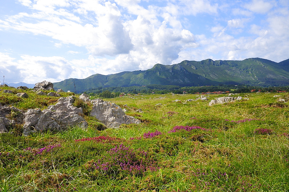 Mediterranean heather (Erica multiflora) flowering with Picos de Europa mountains in the background, Ribadesella, Asturias, Spain, Europe