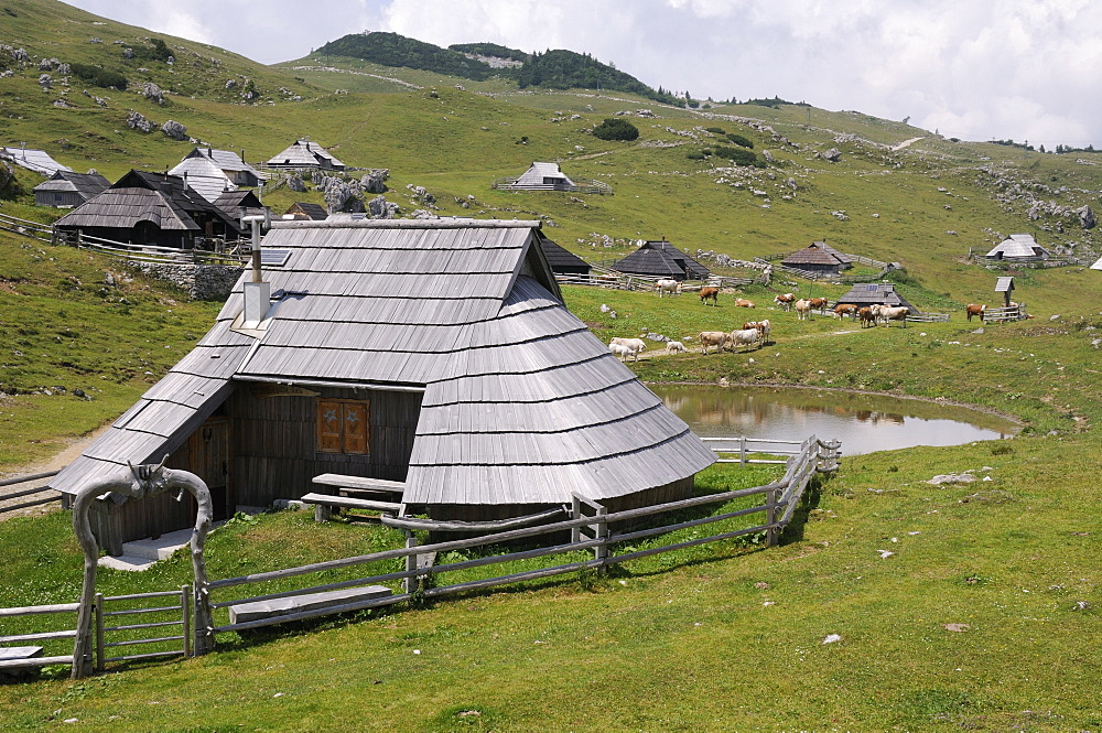 Traditional wooden herdsmen's huts with pine shingle roofs and Cattle (Bos taurus) standing near pond on 1600m high pastureland at Velika Planina plateau, Kamnik-Savinja Alps, Slovenia.