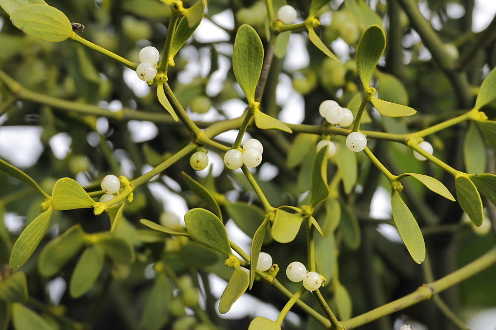 Mistletoe berries (Viscum album) on female plant growing in an apple tree, Somerset Levels, England, United Kingdom, Europe