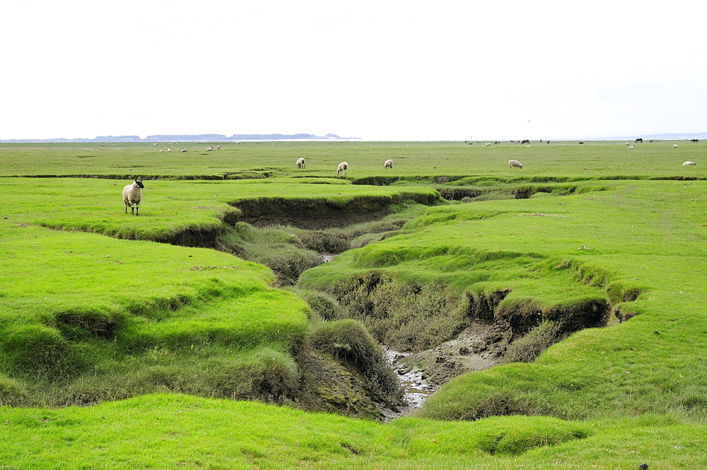 Sheep (Ovis aries) grazing Llanrhidian salt marshes by tidal creeks, The Gower Peninsula, Wales, United Kingdom, Europe