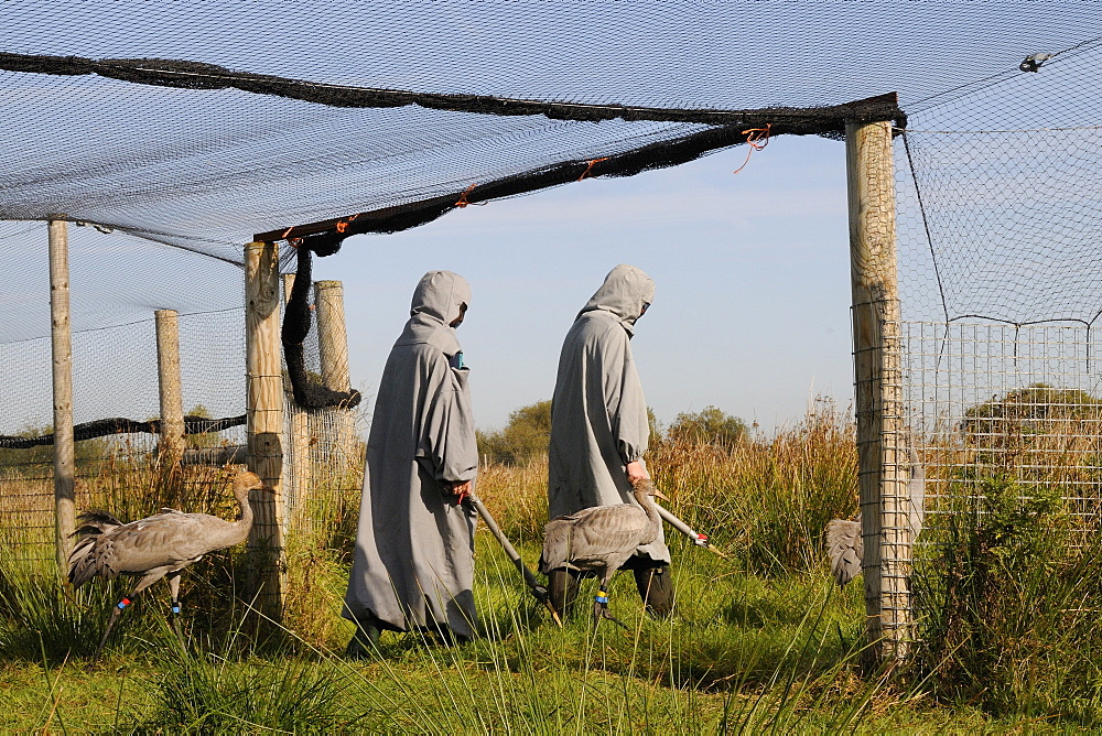 Young Eurasian cranes (Grus grus) being led out of netted aviary by two surrogate parents onto the Somerset Levels and Moors, Somerset, England, United Kingdom, Europe