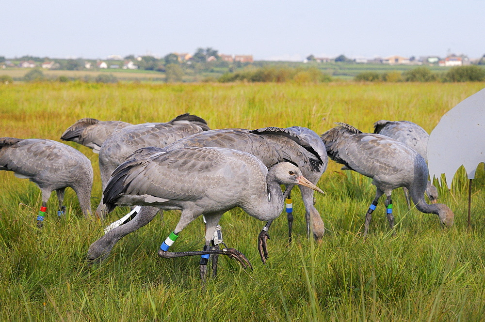 Reintroduced young common cranes (Eurasian cranes) (Grus grus) foraging for grain near an adult crane model, Somerset Levels, Somerset, England, United Kingdom, Europe