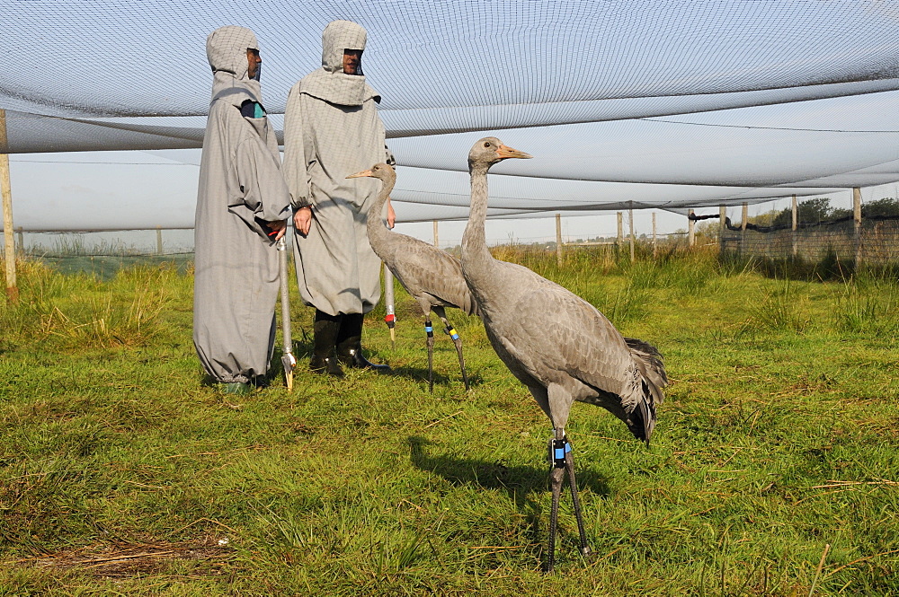 Two young common cranes (Eurasian cranes) (Grus grus) standing within an aviary on the Somerset Levels near two surrogate parents, Somerset, England, United Kingdom, Europe