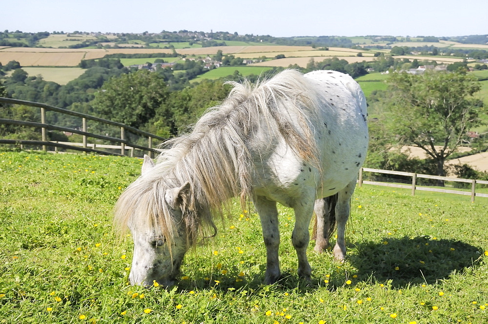 American miniature horse (Equus caballus) mare grazing grass and buttercups (Ranunculus acris) on a hillside, Wiltshire, England, United Kingdom, Europe