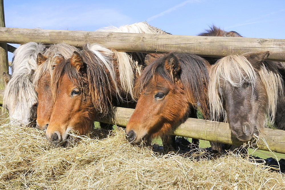 Row of  five American miniature horses (Equus caballus) reaching through a wooden fence to eat hay, Wiltshire, England, United Kingdom, Europe