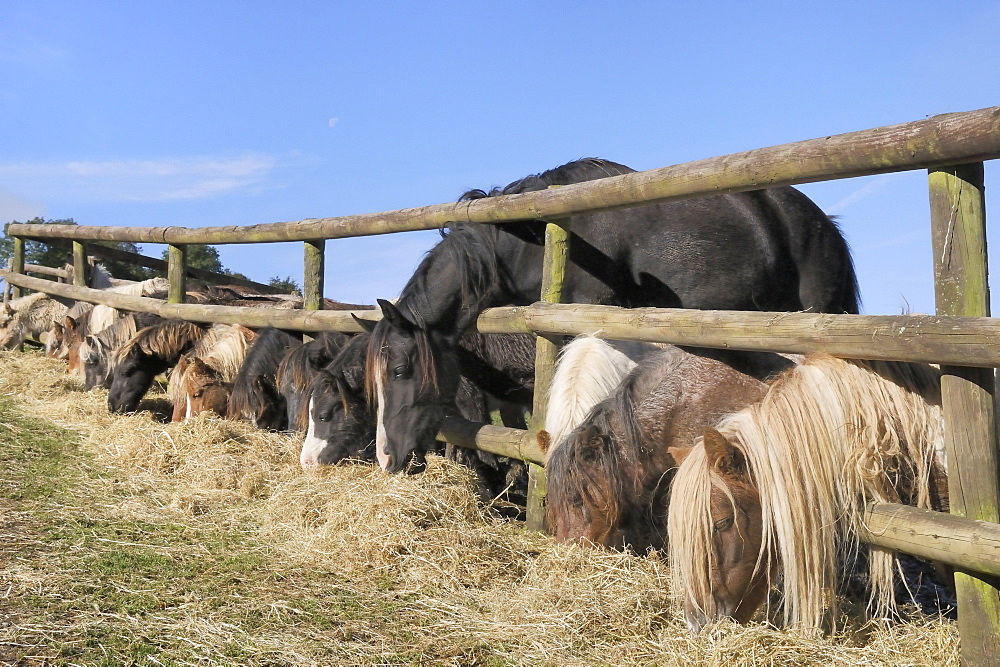 Row of miniature horses (Equus caballus) and a Welsh cob reaching through a wooden fence to eat hay, Wiltshire, England, United Kingdom, Europe