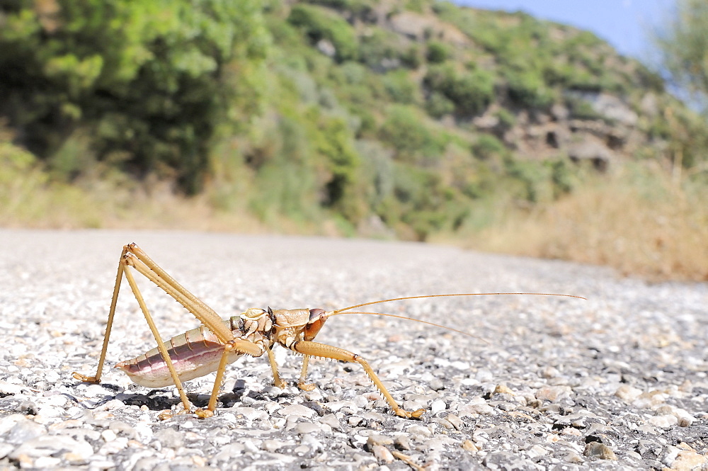 Balkan sawing cricket (Saga natoliae), the largest predatory insect in Europe, crossing a mountain road, Samos, Greece, Europe