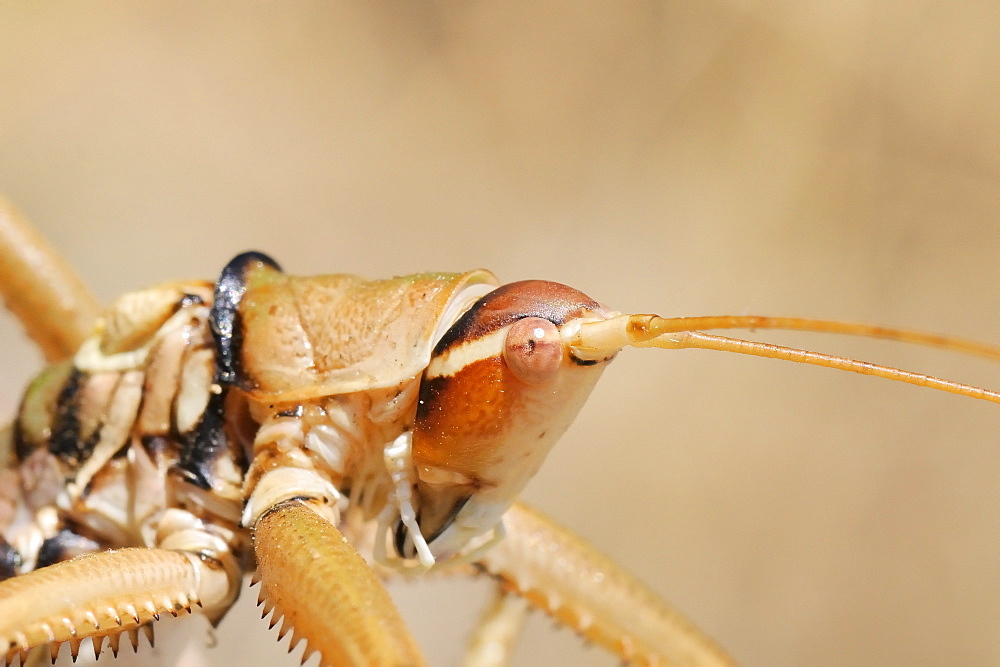 Close up of Balkan sawing cricket (Saga natoliae), the largest predatory insect in Europe, grooming a front foot, Samos, Greece, Europe