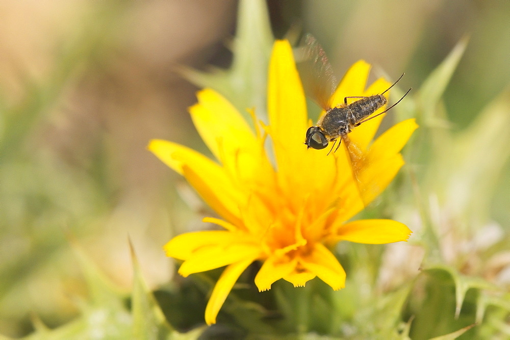 Bee fly (Petrorossia or Cononedys sp.) hovering above yellow flower growing by the coast, Karlovasi, Samos, Greece, Europe