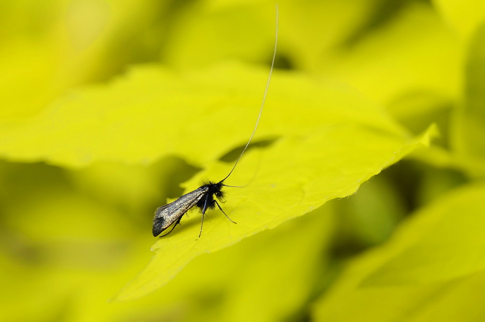 Fairy long horned moth (Adela reaumurella) male with long antennae standing on Mock orange leaf (Philadelphus coronarius 'Aureus'),  Wiltshire garden, UK.