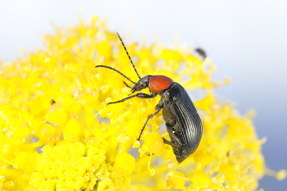 Comb-clawed beetle (Heliotaurus ruficollis) feeding on giant fennel flowers (Ferula communis), Lagos, Algarve, Portugal, Europe