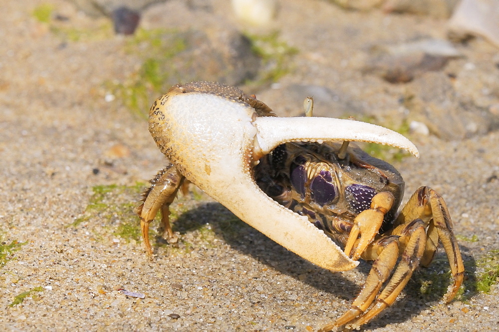 Male European fiddler crab (Uca tangeri) waving its large right claw, Tavira, Algarve, Portugal, Europe