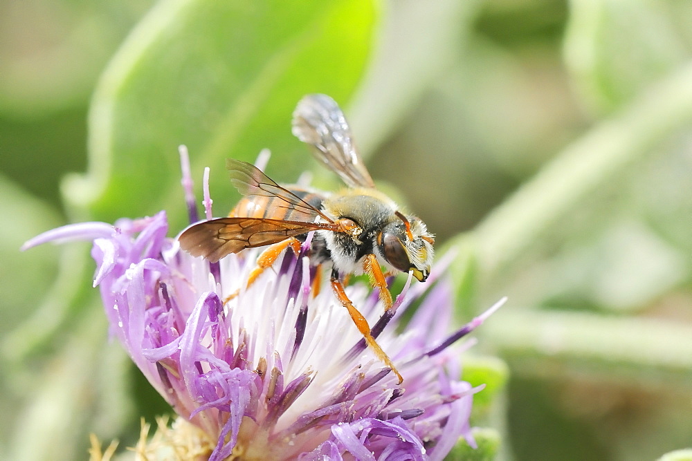 Leafcutter bee (Rhodanthidium siculum) foraging on round-headed knapweed flower (Centaurea sphaerocephala), Algarve, Portugal, Europe