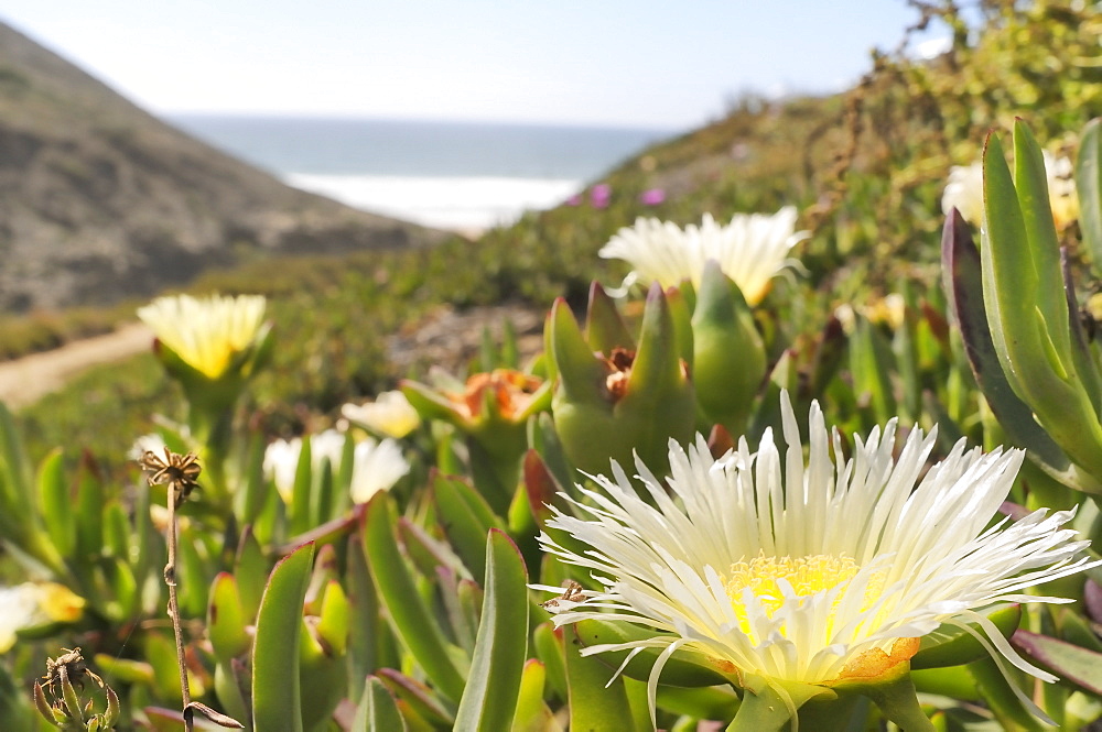 Ice plant (Hottentot fig) (Carpobrotus edulis), yellow form, flowering in a dense carpet, Praia do Martinhal dunes, Portugal, Europe