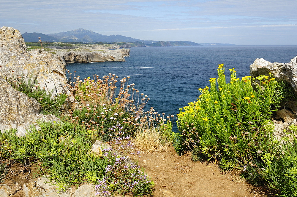 Thrift (Armeria maritima), Rock sea lavender (Limonium  binervosum) and Coastal ragwort (Senecio leucanthemifolius) flowering on karst limestone sea cliffs at Pria, near Ribadesella, Asturias, Spain.