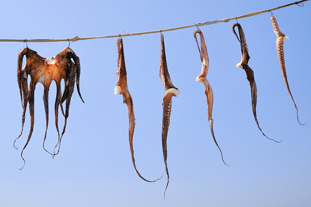 Whole Common Octopus (Octopus vulgaris) and pairs of tentacles hanging in the sun against blue sky before cooking, Skala Sikaminia harbour, Lesbos (Lesvos), Greece.  