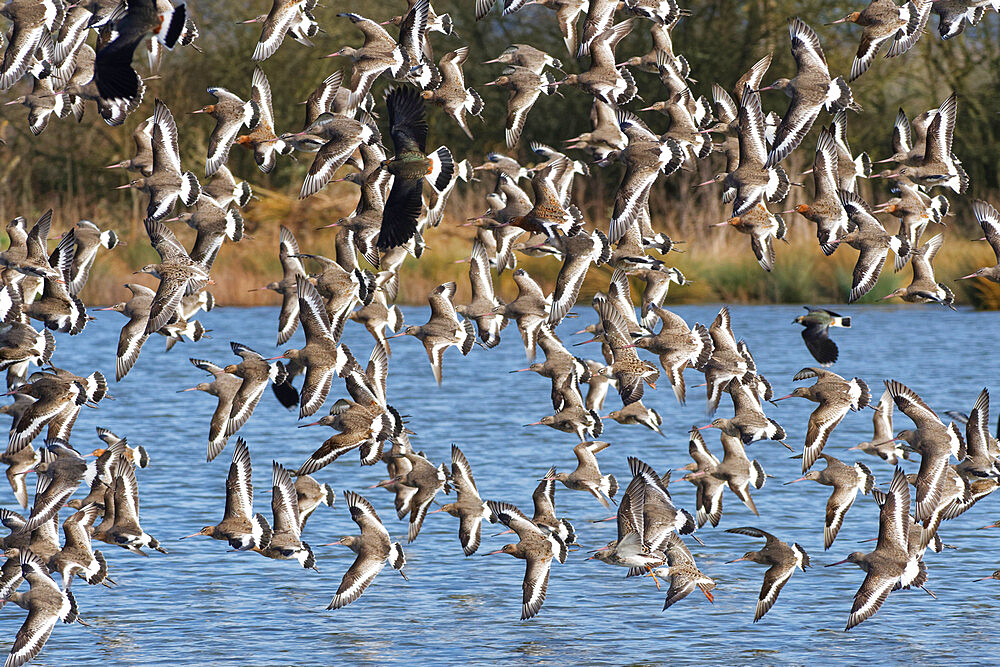 Black-tailed godwit (Limosa limosa) flock flying low over a shallow lake, Gloucestershire, England, United Kingdom, Europe