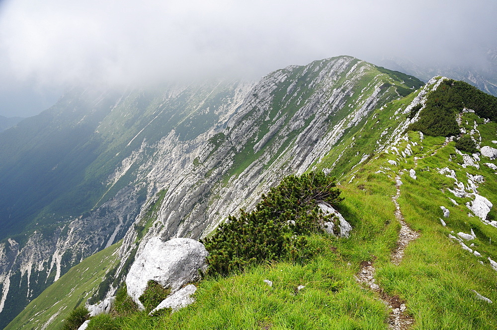 Adiabatic clouds forming on the  1900m high karst limestone Bohinj Ridge Mountains in the Julian Alps, as rising air cools, with grasses and Dwarf pines (Pinus mugo) growing between areas of exposed rock, Triglav National Park, Slovenia.