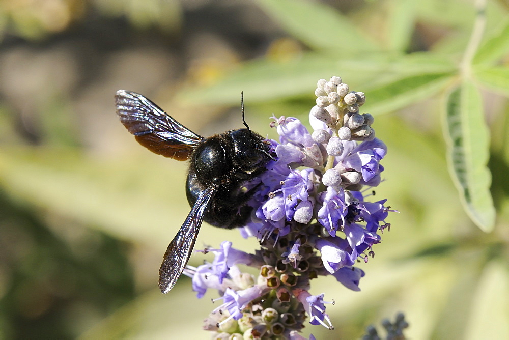 Violet carpenter bee (Xylocopa violacea) female feeding from blue flowers, Lesbos/ Lesvos, Greece. MORE INFO: Carpenter bee family Xylocopidae.