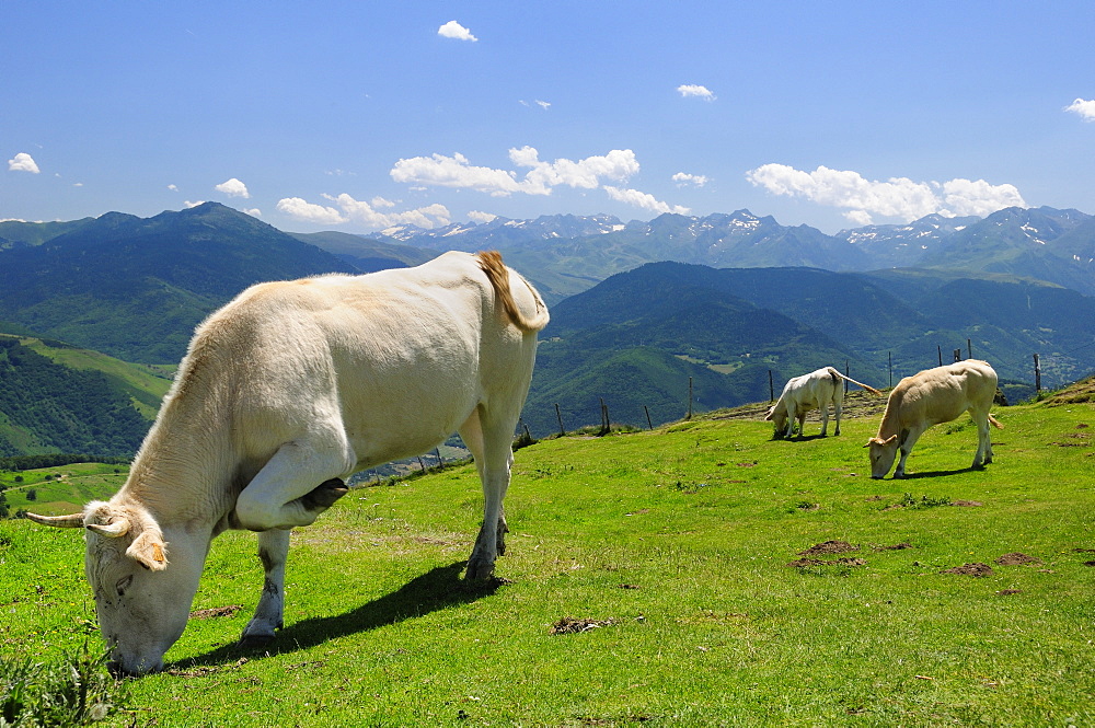 Lourdaise domestic cattle (Bos taurus) grazing montane pastureland at Col d'Aspin with Pyrenees mountain chain in the background, Haute Pyrenees, France.