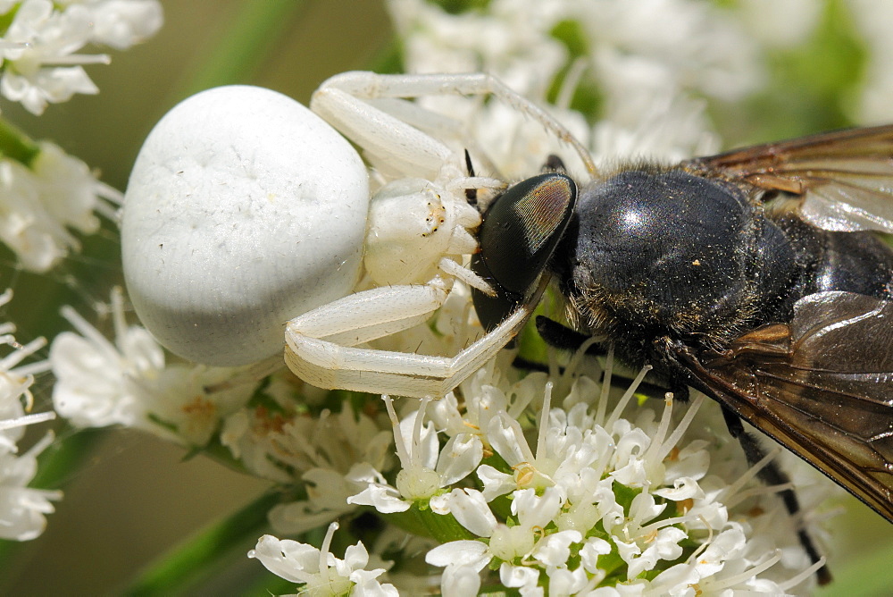 Goldenrod crab spider  (Misumenia vatia) adult female, white form, camouflaged on Wild Angelica (Angelica sylvestris) flowers sinking fangs into the head of a large Horse fly (Dasyrhamphis anthracinus), Corsica, France. MORE INFO: Crab spider family Thomisidae, Horse fly family Tabanidae, plant family Apiaceae.