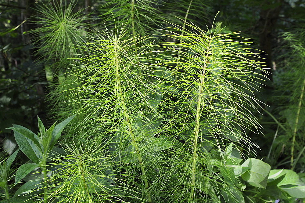 Giant horsetail (Equisetum telmateia) growing in damp woodland, Wiltshire, England, United  Kingdom, Europe