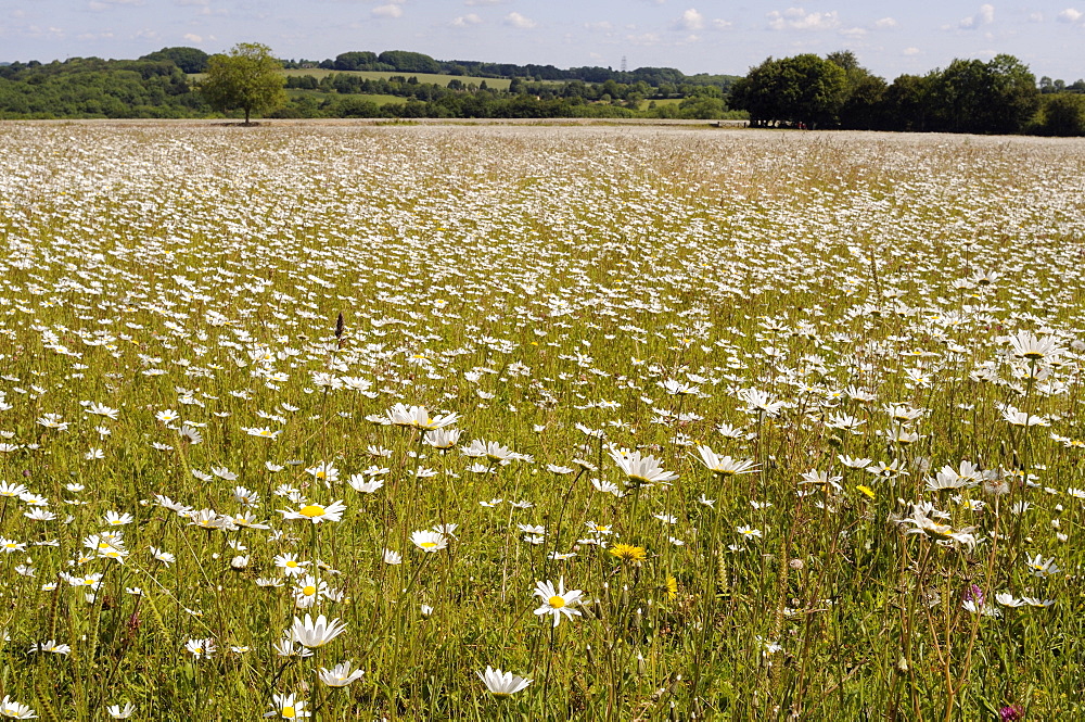 Dense carpet of Ox-eye daisies (Marguerites) (Leucanthemum vulgare) in hay meadow, Wiltshire, England, United Kingdom, Europe